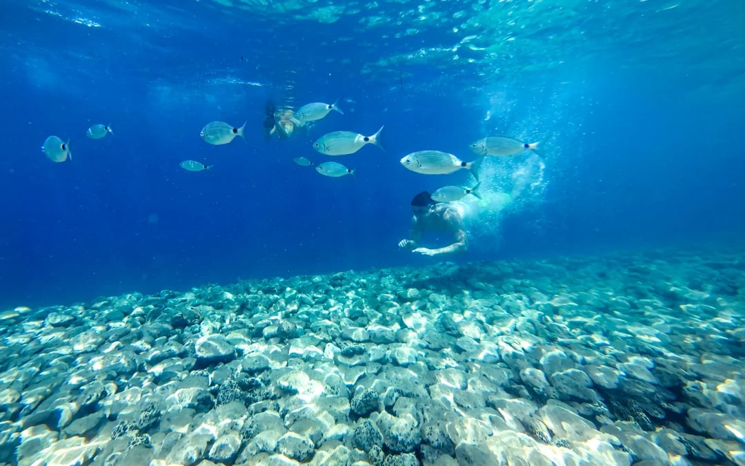 From Fažana: Private Brijuni Islands, Blue Cave, Lagoon and Hidden Bays Cruise with Snorkeling Image 7