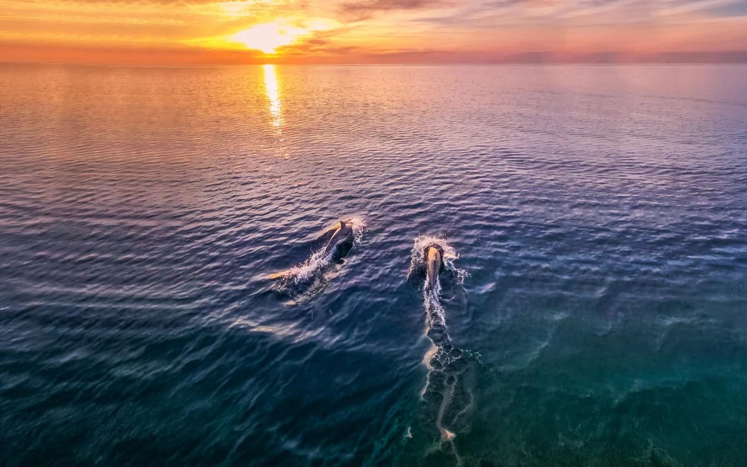 From Fažana: Private Sunset Dolphin Safari Cruise around Brijuni Islands Image 1