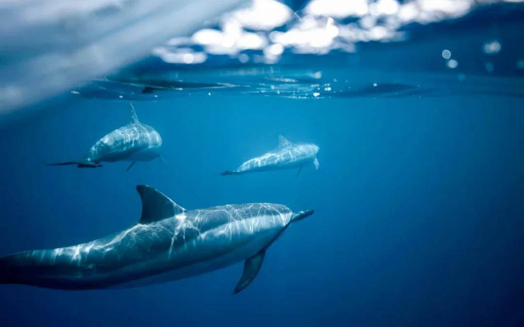 From Fažana: Private Sunset Dolphin Safari Cruise around Brijuni Islands Image 3