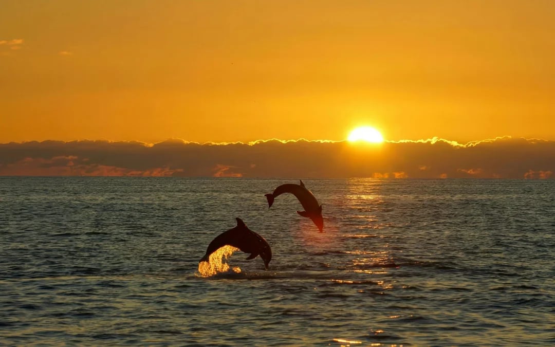 From Fažana: Private Sunset Dolphin Safari Cruise around Brijuni Islands Image 4