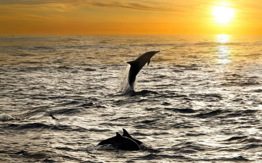 From Fažana: Private Sunset Dolphin Safari Cruise around Brijuni Islands Image 5