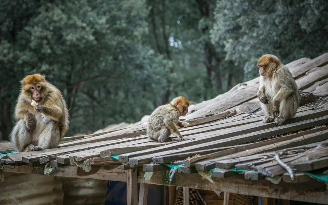 From Fes: Day Trip to Middle Atlas Mountains & Monkey Forest with Barbary Macaques Image 3
