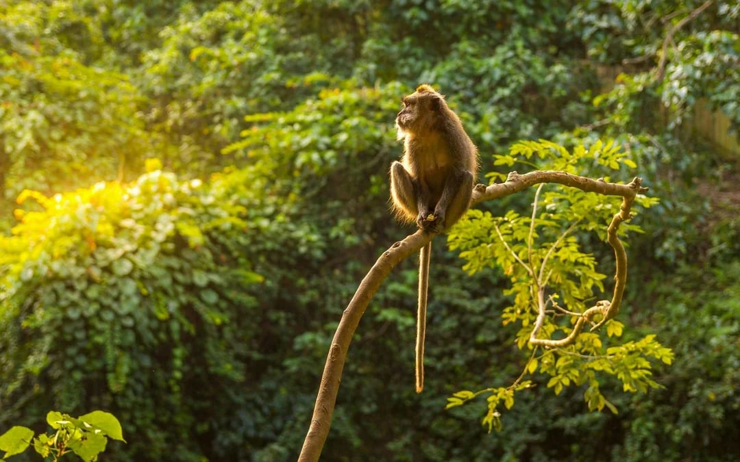 From Fes: Day Trip to Middle Atlas Mountains & Monkey Forest with Barbary Macaques Image 5
