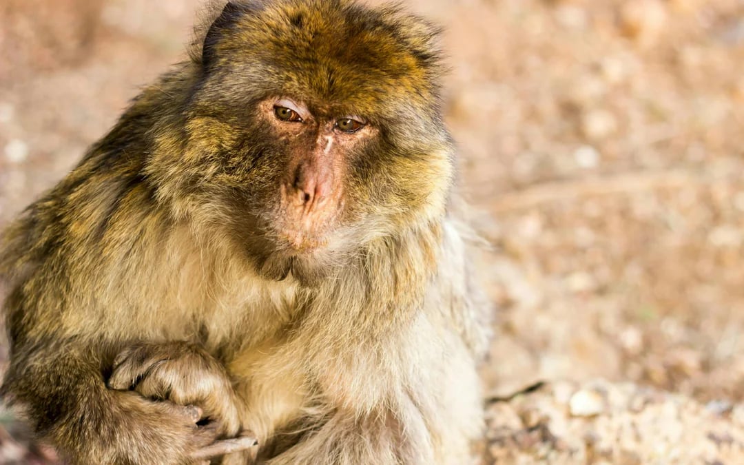 From Fes: Day Trip to Middle Atlas Mountains & Monkey Forest with Barbary Macaques Image 6