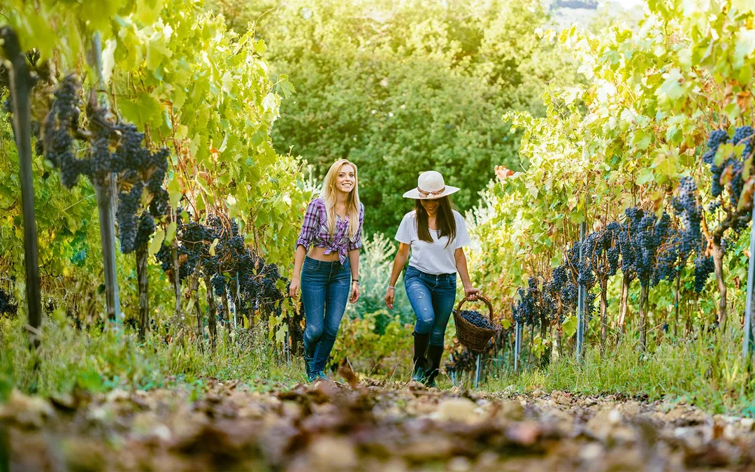 From Florence: Chianti Wineries Tour with Wine Tasting Image 4