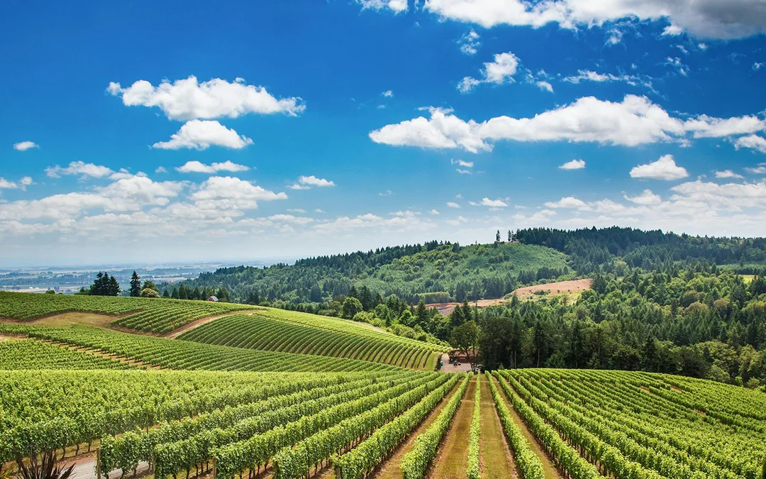 From Florence: Guided Vespa Tour of Tuscany Image 3