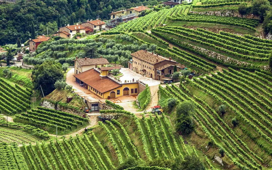 From Florence: Guided Vespa Tour of Tuscany Image 4