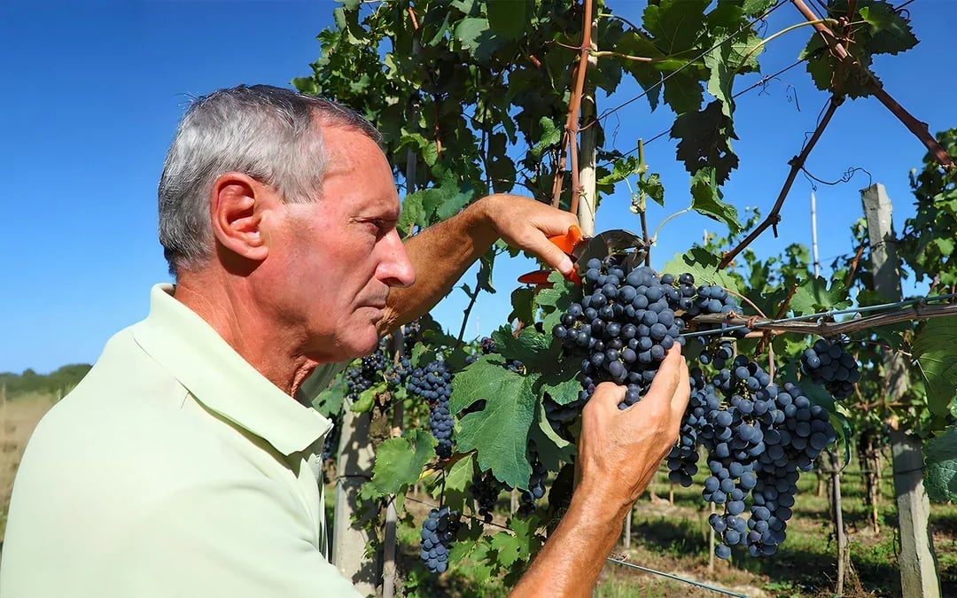 From Florence: Siena and Chianti Day Trip with Dinner & Regional Pairings Image 9