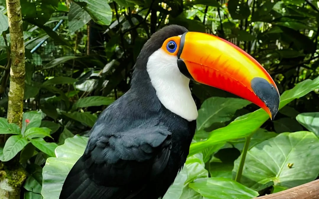 From Foz do Iguaçu: Brazilian Side Iguazu Falls & Parque das Aves Guided Tour with Hotel Transfers Image 1