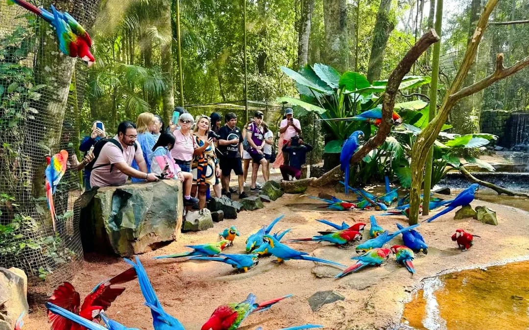 From Foz do Iguaçu: Brazilian Side Iguazu Falls & Parque das Aves Guided Tour with Hotel Transfers Image 3