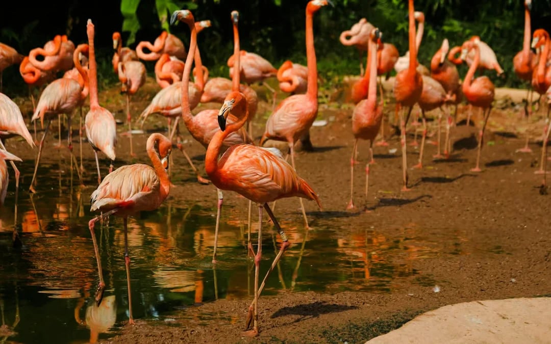 From Foz do Iguaçu: Brazilian Side Iguazu Falls & Parque das Aves Guided Tour with Hotel Transfers Image 5