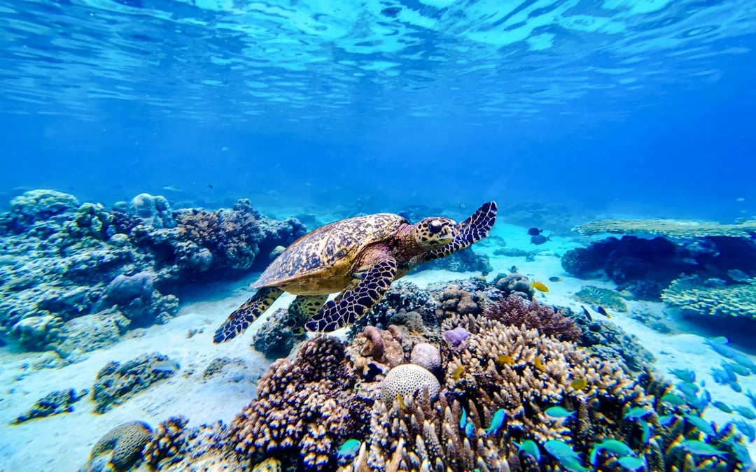 From Gili Trawangan: Gili Islands Small-Group Snorkeling Boat Tour Image 5