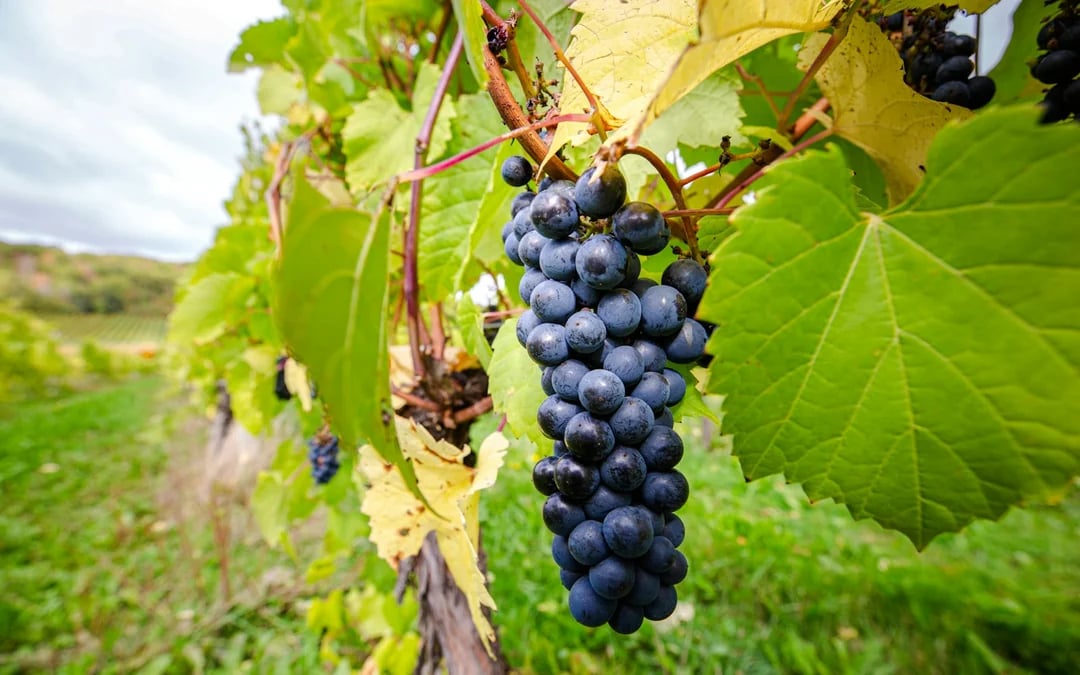 From Halifax: Sommelier-Guided Nova Scotia Wine Tour with Tastings and Lunch Image 7
