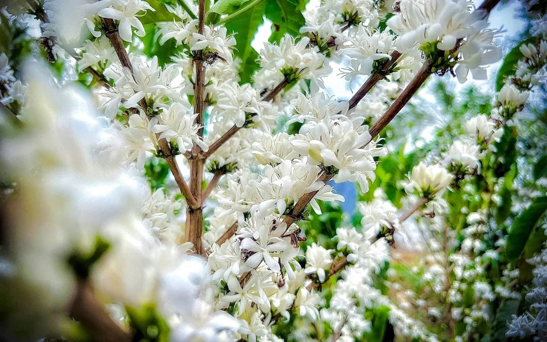 From Hanoi: Son La Coffee Farm Tour with Overnight Homestay Image 6