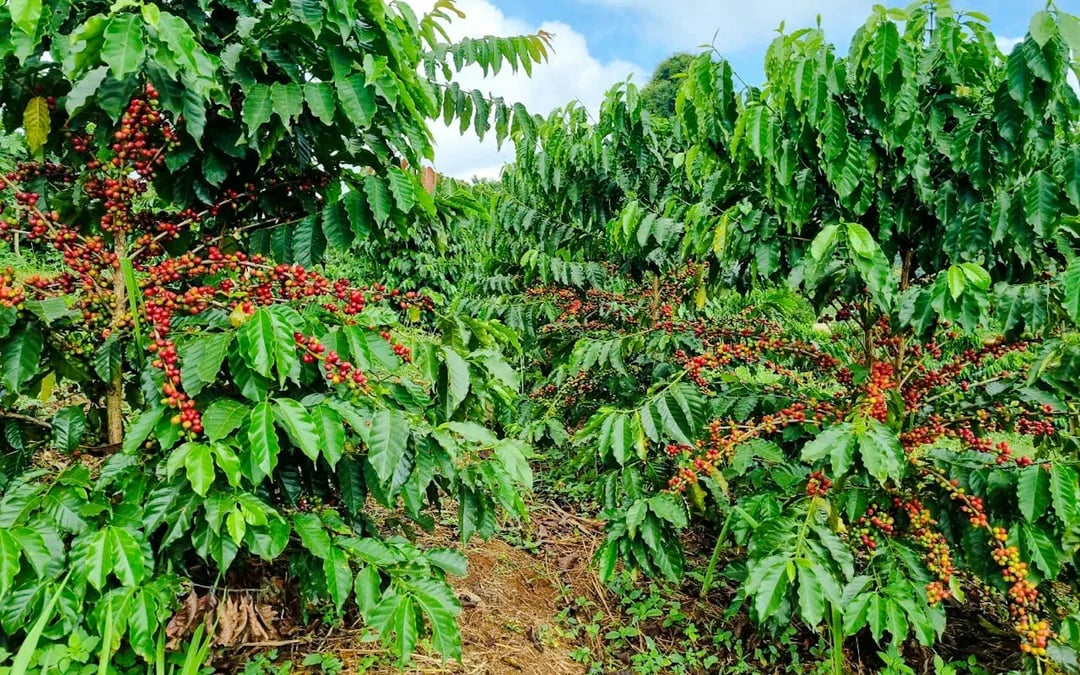 From Hanoi: Son La Coffee Farm Tour with Overnight Homestay Image 7
