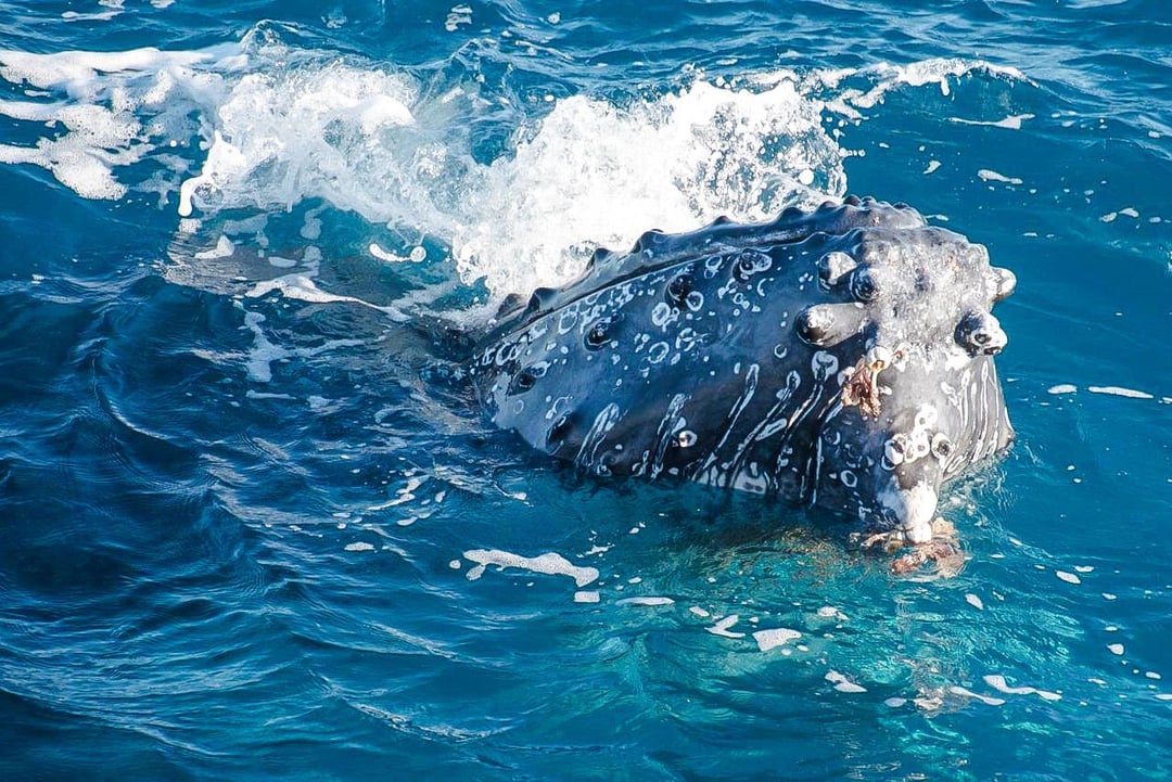 From Hervey Bay: Half-Day Whale Watching Cruise with 3 Viewing Levels & Refreshments Image 3
