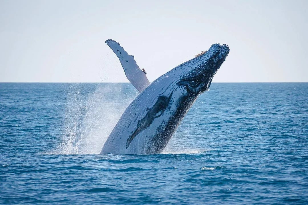From Hervey Bay: Half-Day Whale Watching Cruise with 3 Viewing Levels & Refreshments Image 4