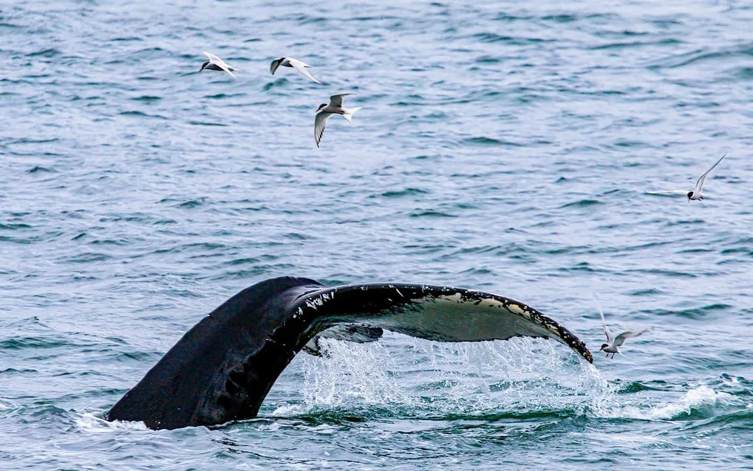 From Hervey Bay: Half-Day Whale Watching Cruise with 3 Viewing Levels & Refreshments Image 5