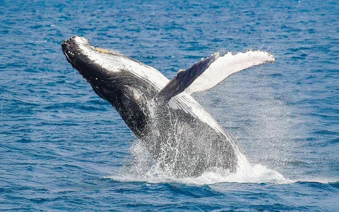 From Hervey Bay: Half-Day Whale Watching Cruise Image 3