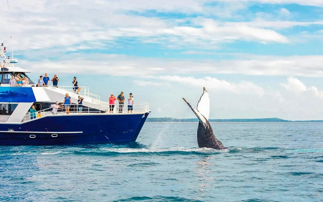 From Hervey Bay: Half-Day Whale Watching Cruise Image 4