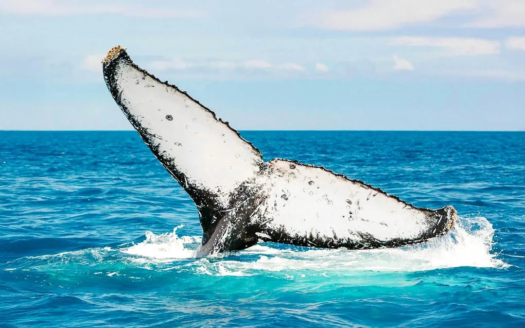 From Hervey Bay: Half-Day Whale Watching Cruise Image 5