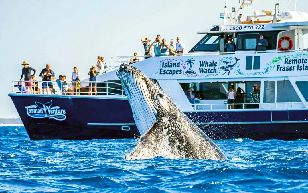 From Hervey Bay: Half-Day Whale Watching Cruise Image 6