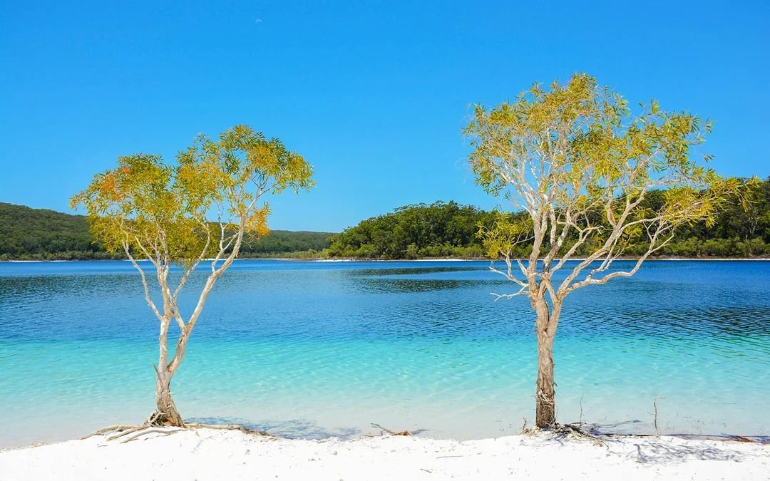 From Hervey Bay: K'gari (Fraser Island) 1-Day Classic Coach Tour with Lunch Image 7