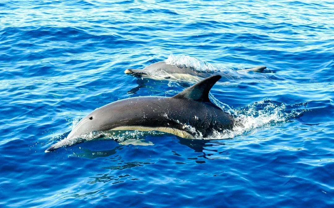 From Hervey Bay: K'gari (Fraser Island) Dolphin Eco-Sailing Cruise Image 2