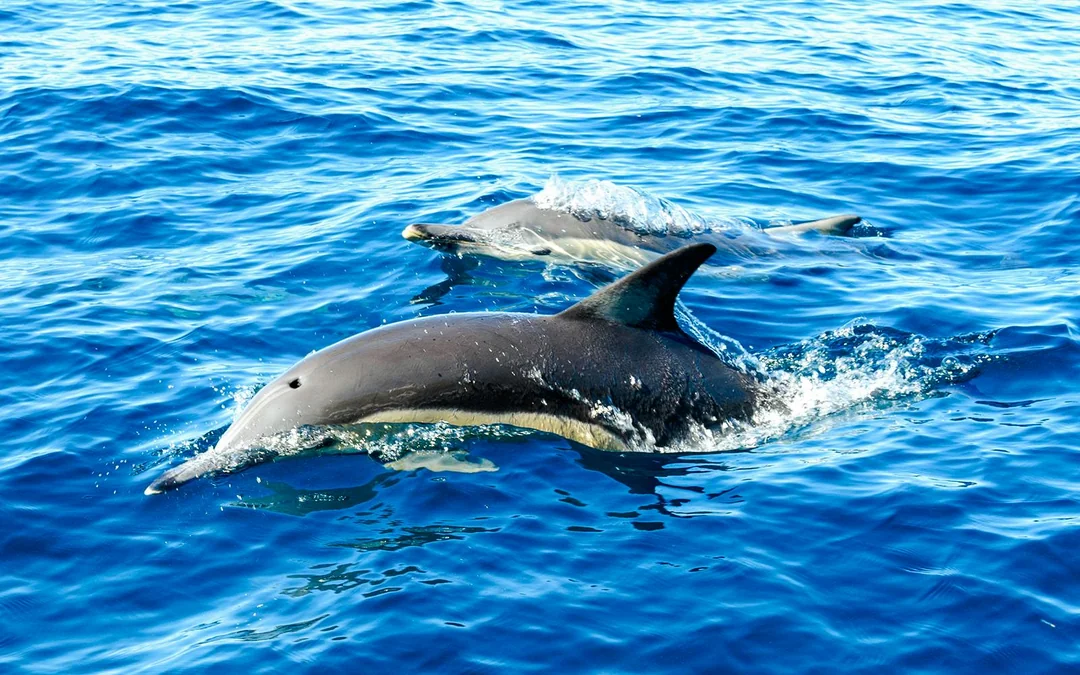From Hervey Bay: K'gari (Fraser Island) Dolphin Eco-Sailing Cruise Image 2