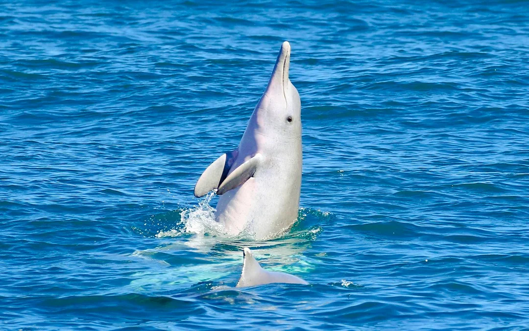 From Hervey Bay: K'gari (Fraser Island) Dolphin Eco-Sailing Cruise Image 5