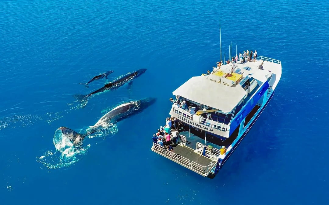 From Hervey Bay: K'gari (Fraser Island) Whale Watching Cruise Image 3