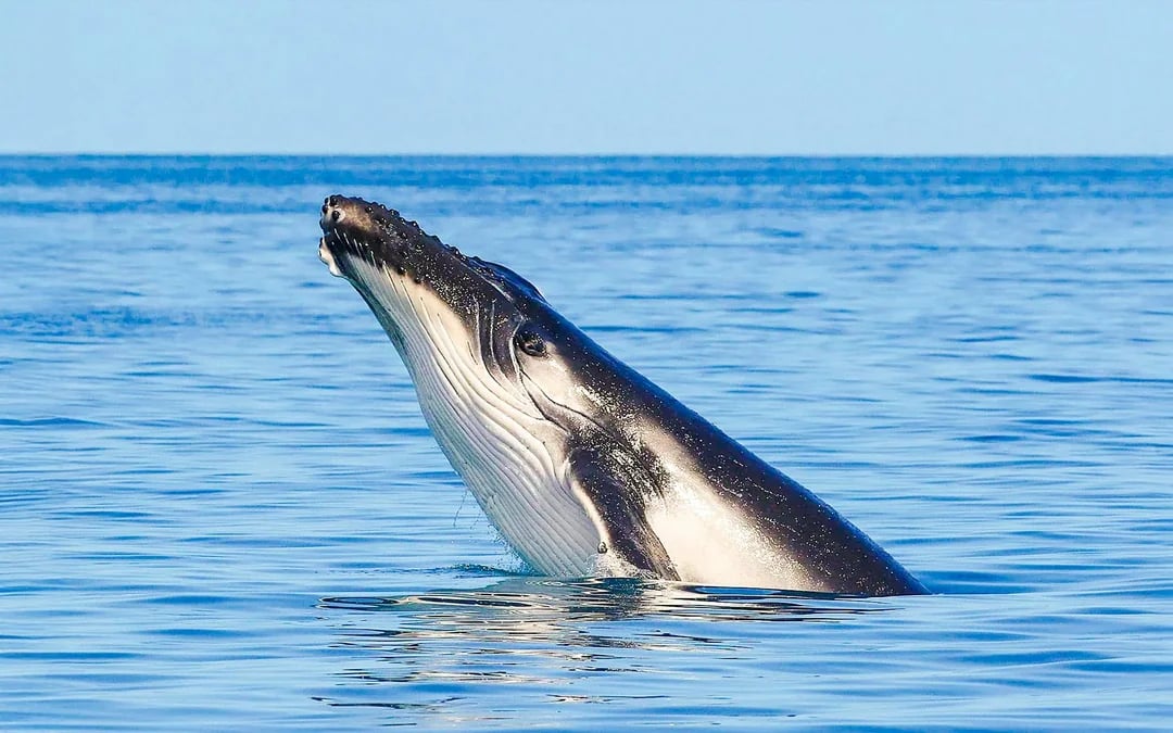 From Hervey Bay: K'gari (Fraser Island) Whale Watching Cruise Image 6