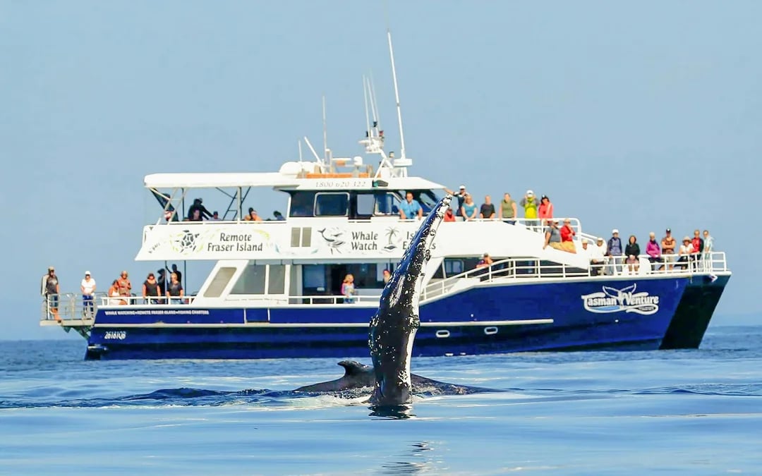 From Hervey Bay: K'gari (Fraser Island) Whale Watching Cruise Image 7