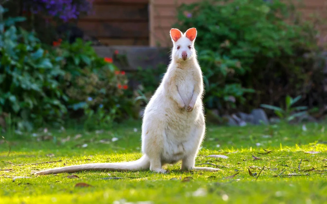 From Hobart: Bruny Island Full-Day Guided Tour + Nature Walk & Gourmet Tastings Image 4