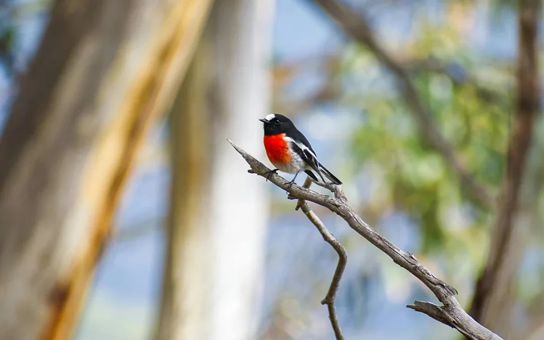 From Hobart: Bruny Island Full-Day Guided Tour + Nature Walk & Gourmet Tastings Image 7