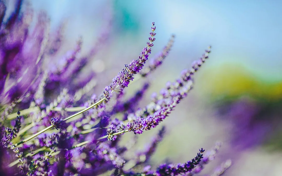 From Hobart: Port Arthur & Lavender Farm Guided Tour
 Image 5