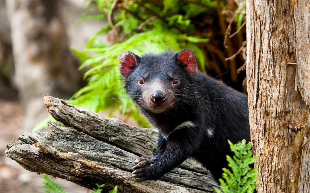 From Hobart: Port Arthur & Tasmanian Devils Guided Tour
 Image 4