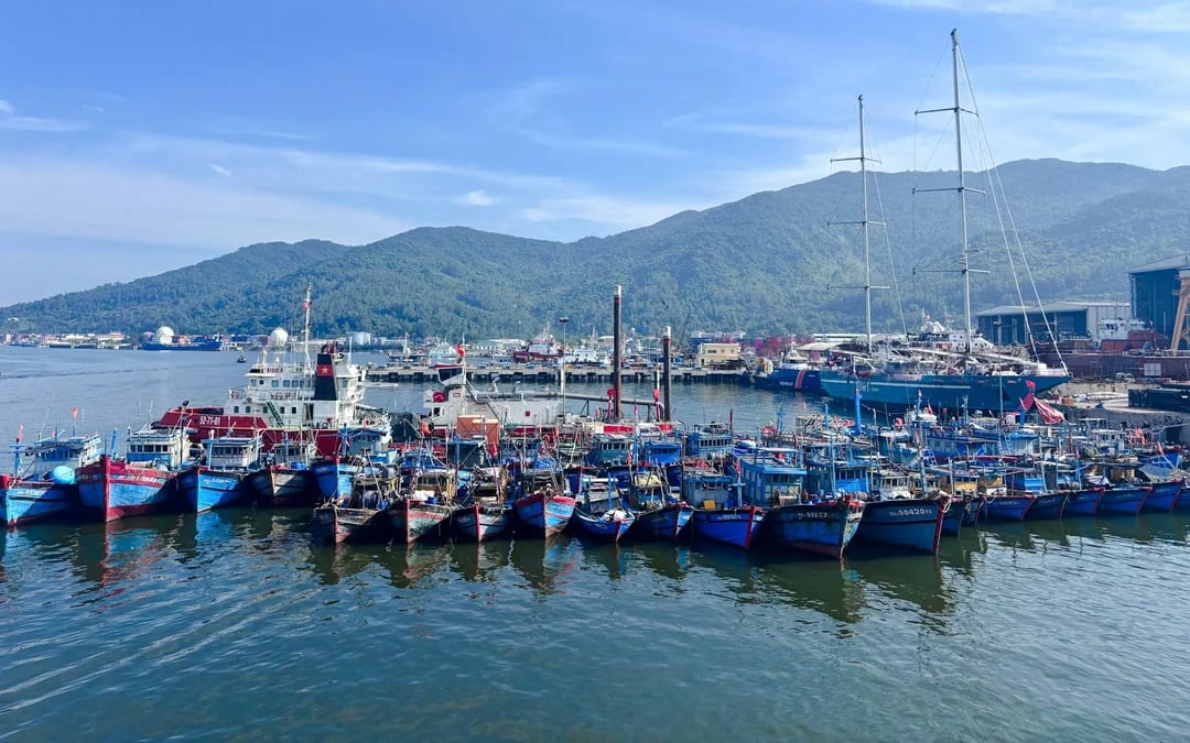 From Hoi An or Da Nang: Cham Island Snorkeling or Scuba Diving Tour Image 8