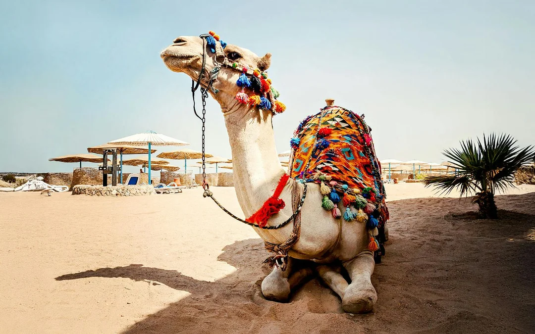 From Hurghada: Quad Bike Ride, Camel Safari, Stargazing & Dinner With Round-Trip Hotel Transfers Image 3