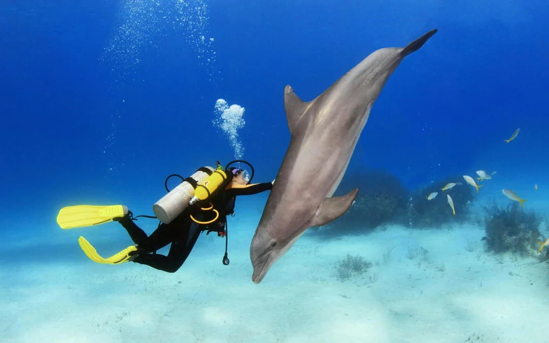 From Hurghada: Sunset Intro Dive, Dolphin Watching, Snorkeling & Lunch Image 1