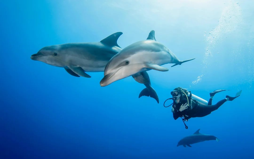 From Hurghada: Sunset Intro Dive, Dolphin Watching, Snorkeling & Lunch Image 2