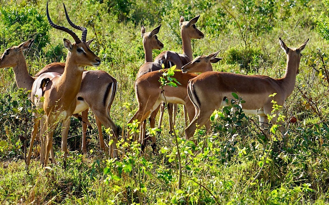 From Johannesburg: Kruger National Park Multi-Day Safari Tour with Panorama Route and Transfers Image 1