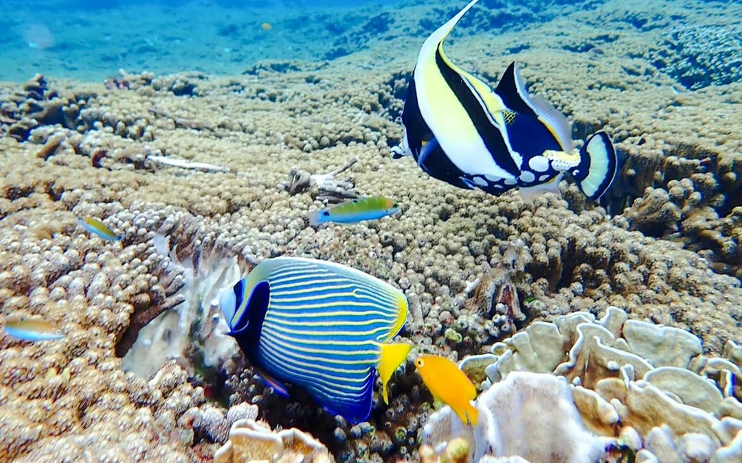 From Khao Lak: Similan Islands Speedboat Tour with Breakfast, Lunch & Transfers Image 4