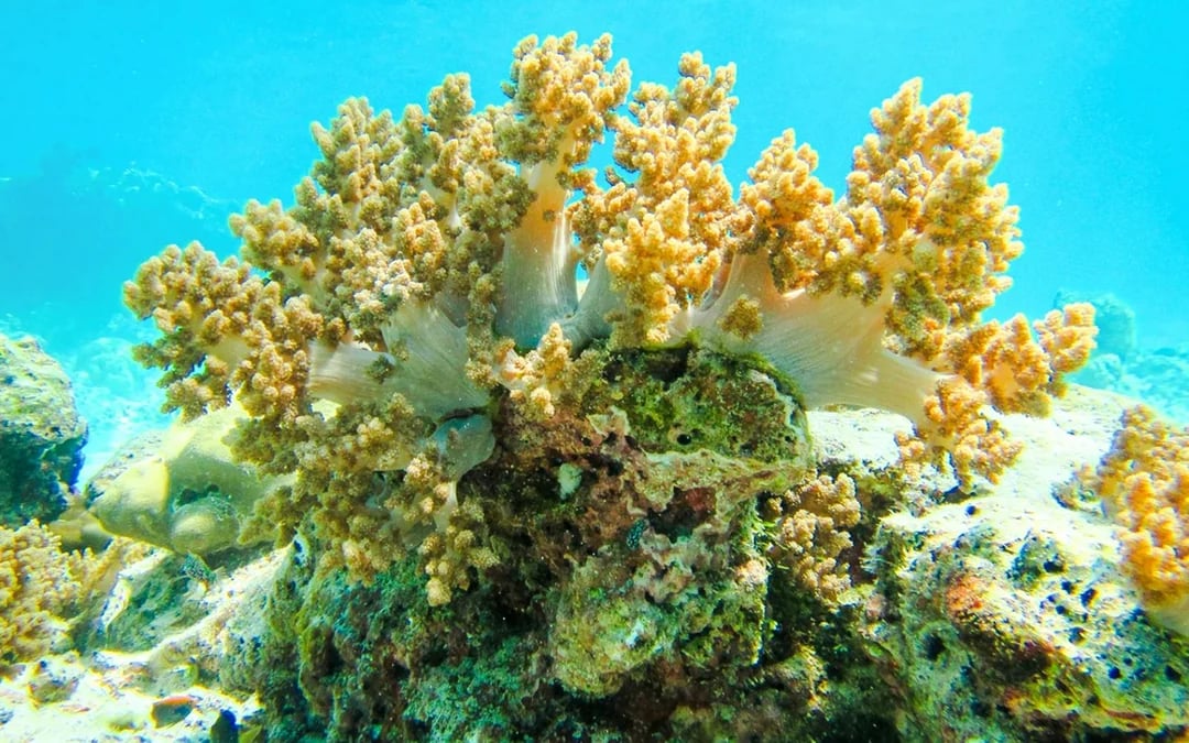 From Khao Lak: Similan Islands Speedboat Tour with Breakfast, Lunch & Transfers Image 7