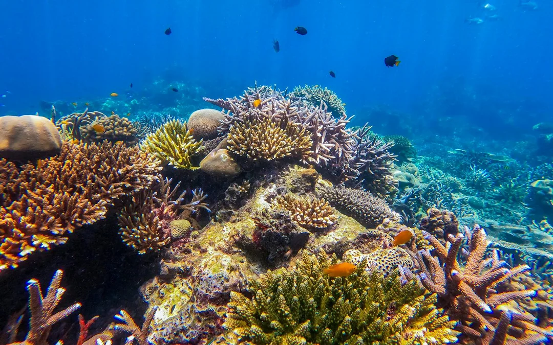 From Khao Lak: Surin Islands Speedboat Tour with Breakfast, Lunch & Transfers
 Image 4