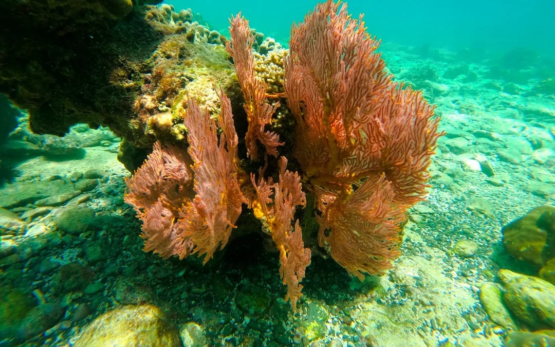 From Koh Lanta: Koh Rok & Koh Haa Speedboat Snorkeling Tour With Lunch Buffet Image 6