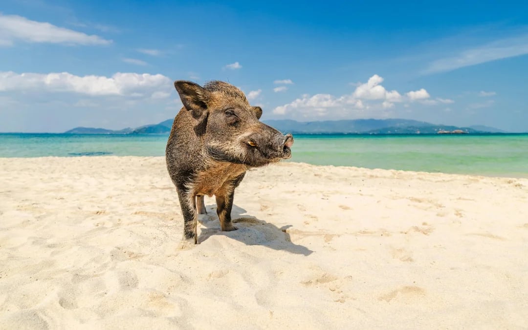 From Koh Samui: Koh Tan and Koh Mudsum Speedboat Day Trip Image 3