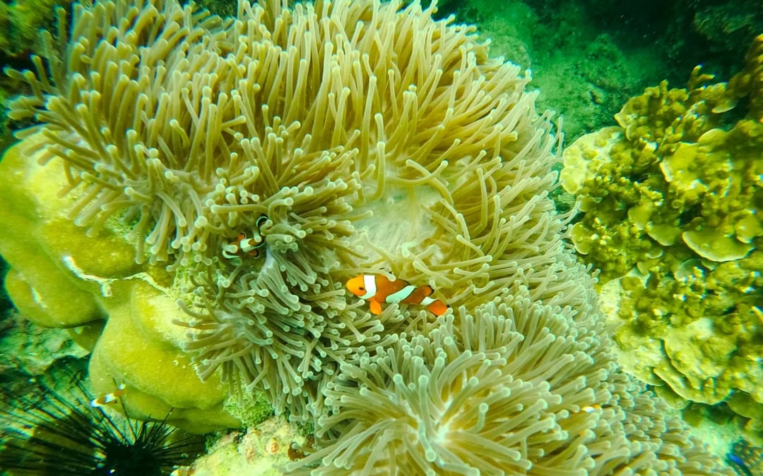 From Koh Samui: Koh Tao & Koh Nang Yuan Speedboat Tour with Snorkeling and Lunch Image 4