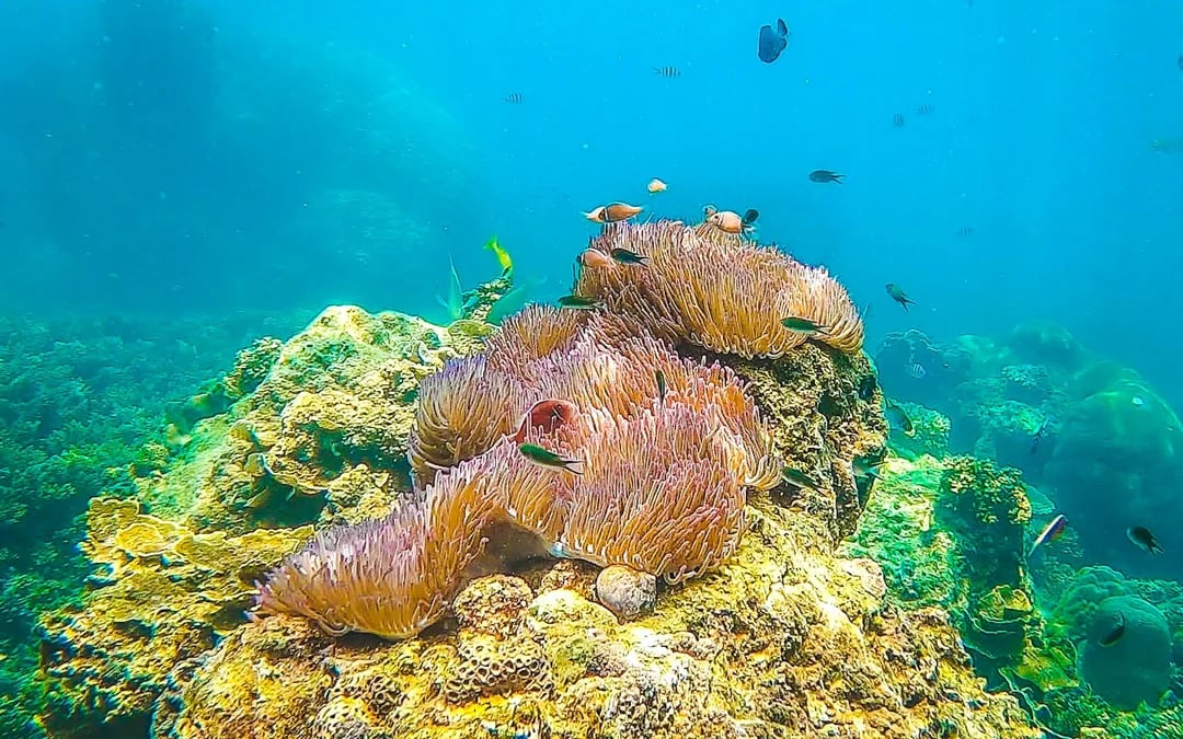 From Koh Samui: Koh Tao and Koh Nangyuan Speedboat Tour with Snorkeling Image 5