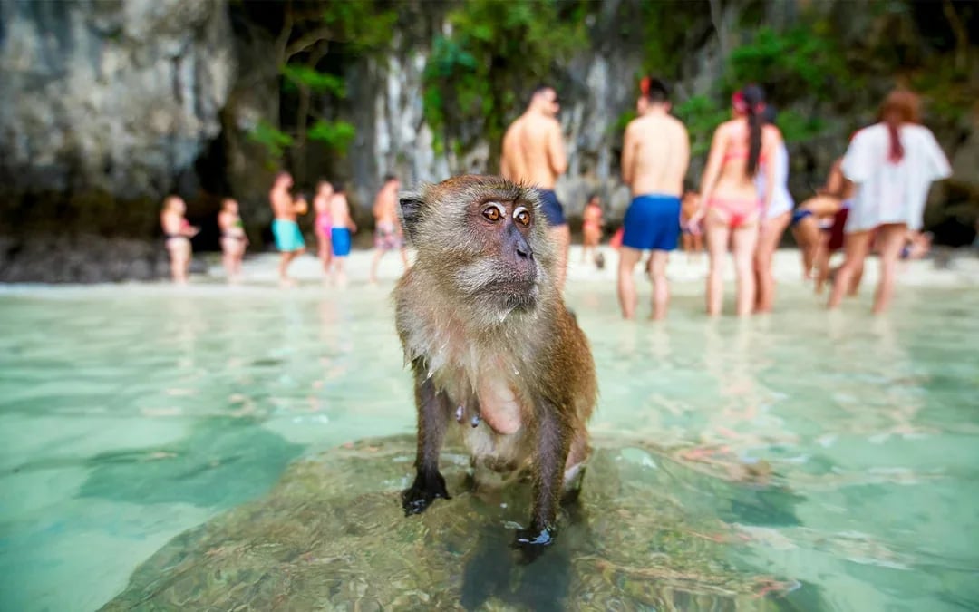 From Krabi: Phi Phi Island & 4 Islands Sunset Day Tour by Speedboat with Lunch & Transfers Image 10